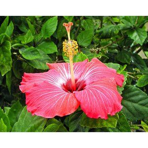 Hibiscus  11 x 14 print